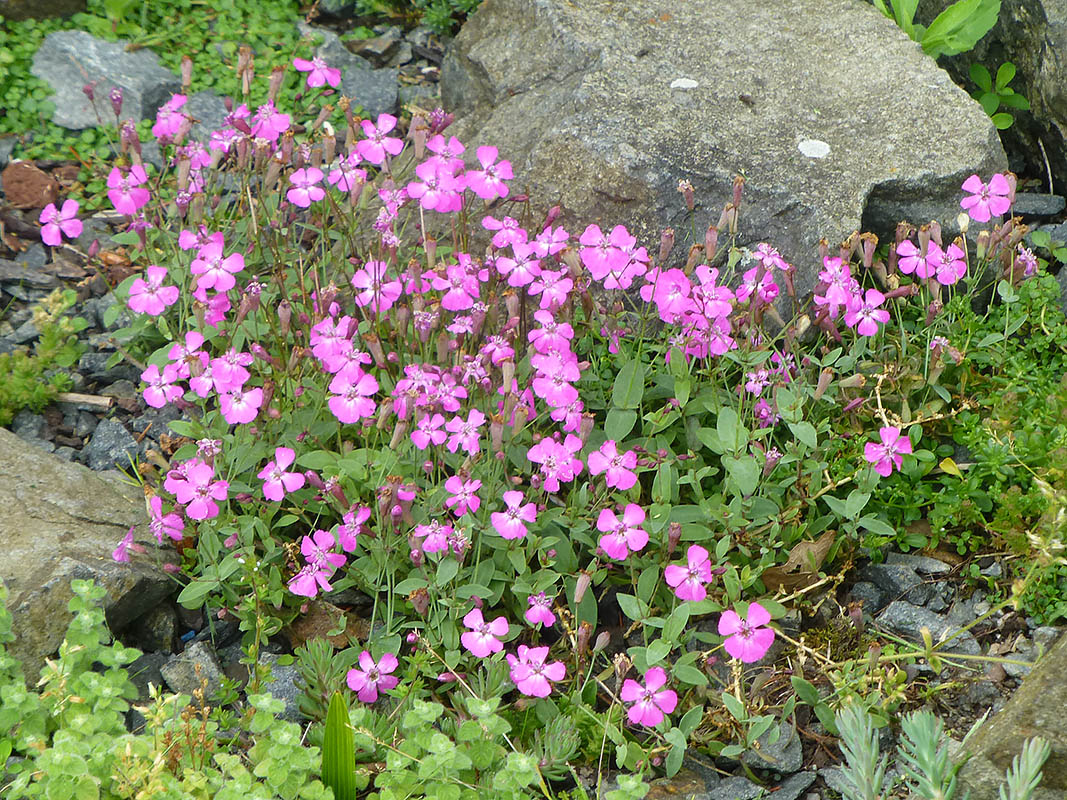 Petrocoptis glaucifolia x hispanica photo